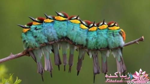 تصاویر دنیای حیوانات ( فرارو )